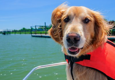 Boating with Pets: All Paws on Deck!