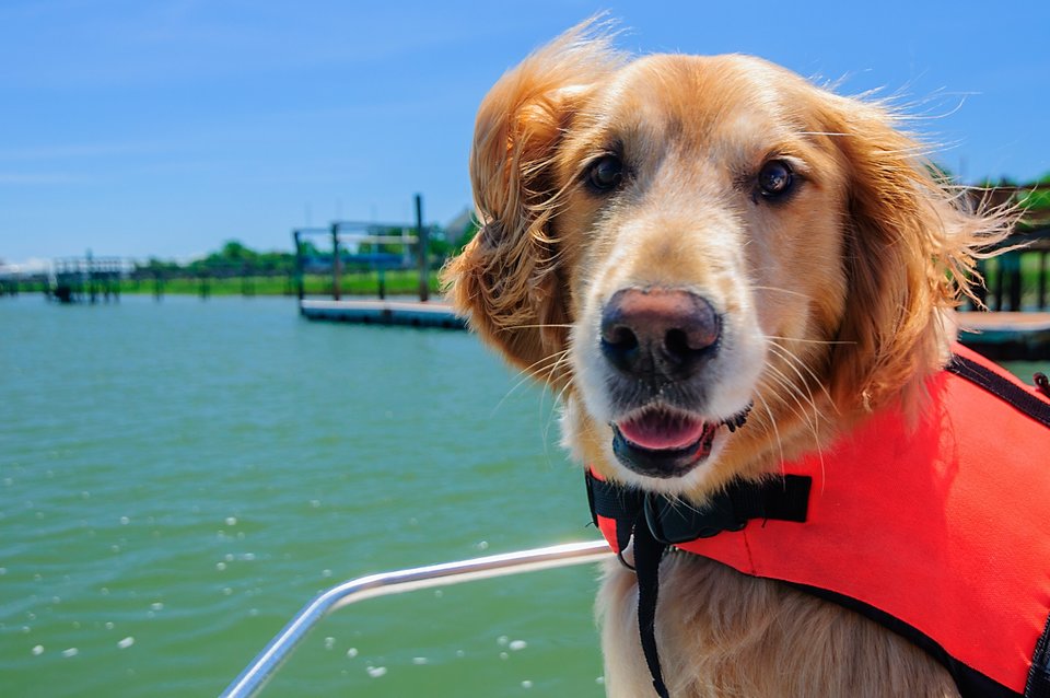 Boating with Pets: All Paws on Deck! | Monterey Boats