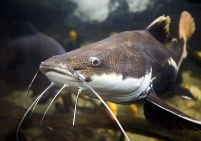 Celebrating National Catfish Month