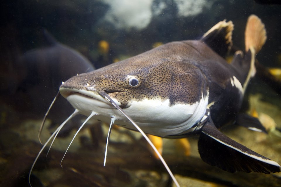 Celebrating National Catfish Month