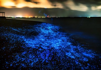 Bioluminescence: A Glowing Phenomenon