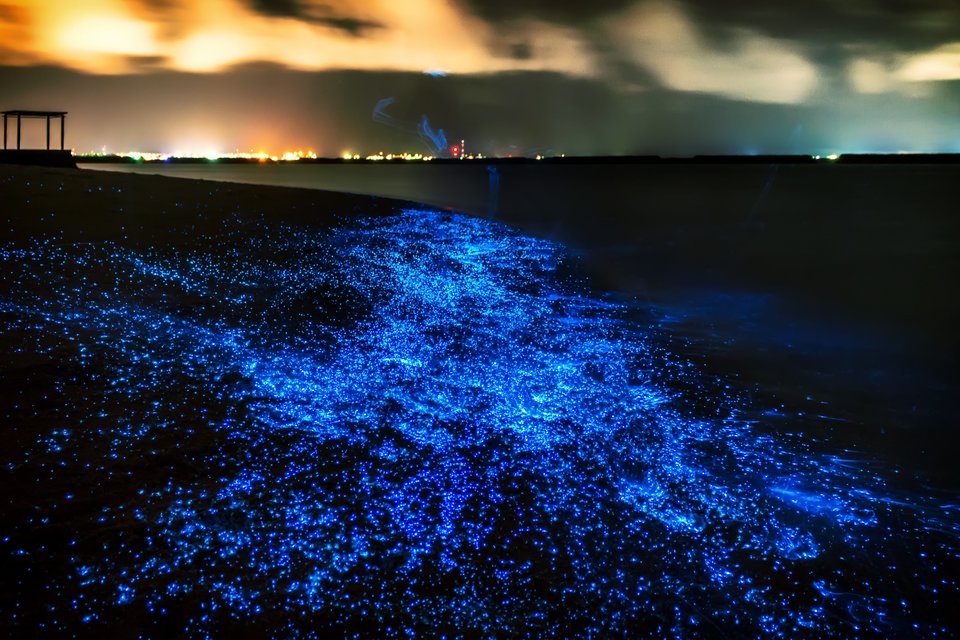 Bioluminescence: A Glowing Phenomenon