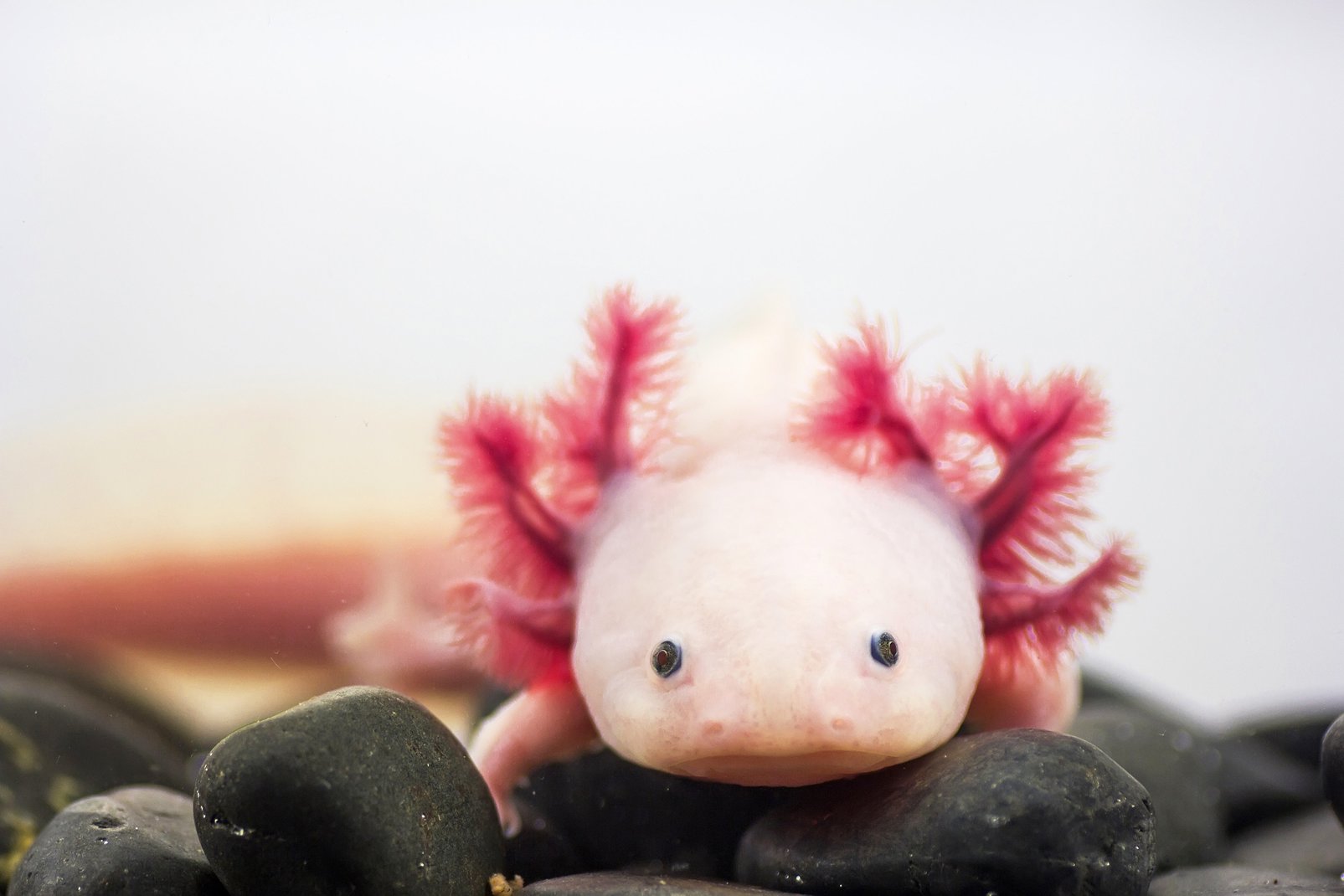 10 Blobfish Facts About The Bizzare Deep Sea Creature