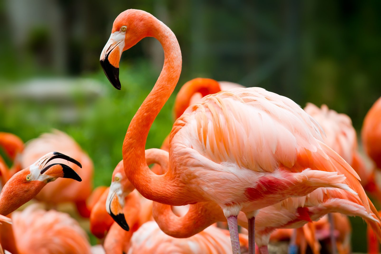 Spring Travel Guide: All About Flamingos | Monterey Boats