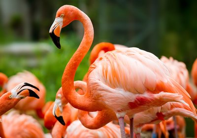 Spring Travel Guide: All About Flamingos