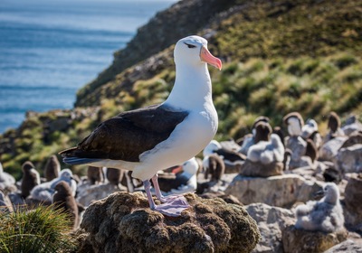 A Look at the Albatross
