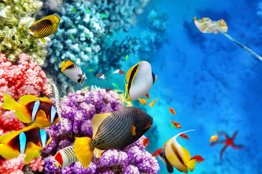 The Great Barrier Reef: A Natural Marvel