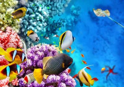 The Great Barrier Reef: A Natural Marvel