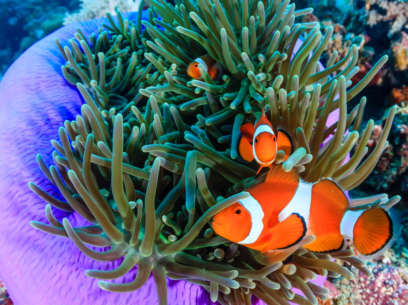 All About Clownfish Monterey Boats