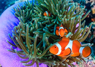 All About Clownfish