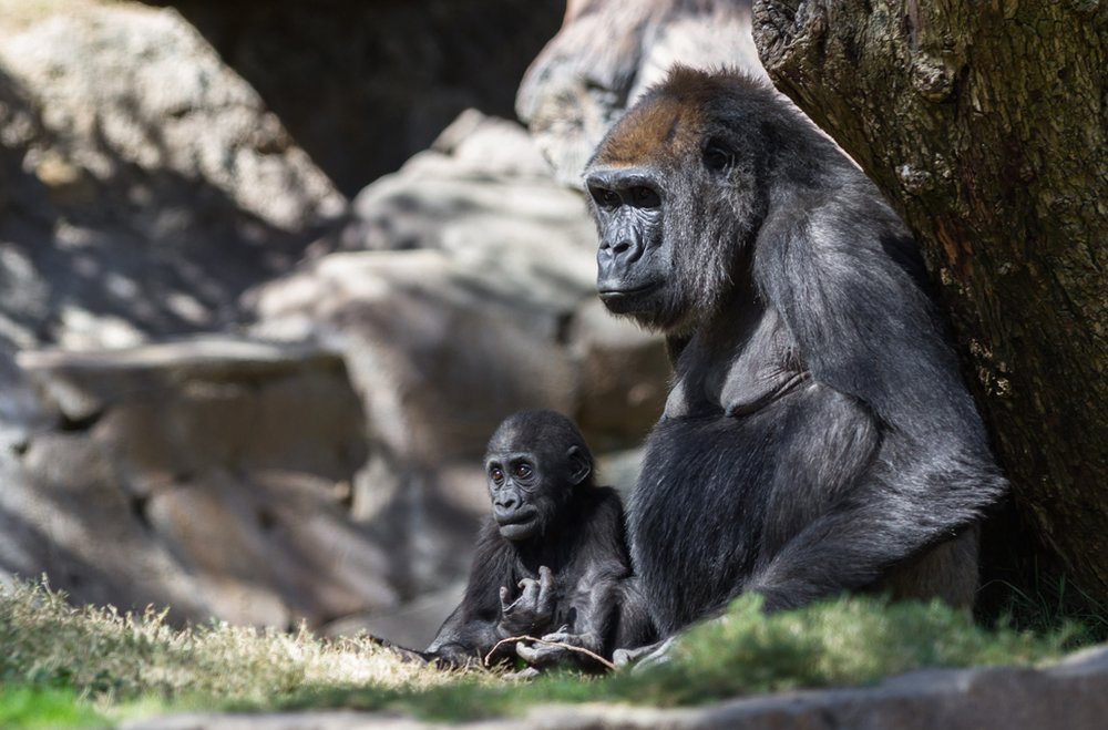 An Immersive Way to Celebrate National Zoo and Aquarium Month