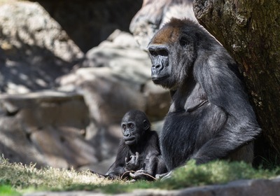 An Immersive Way to Celebrate National Zoo and Aquarium Month