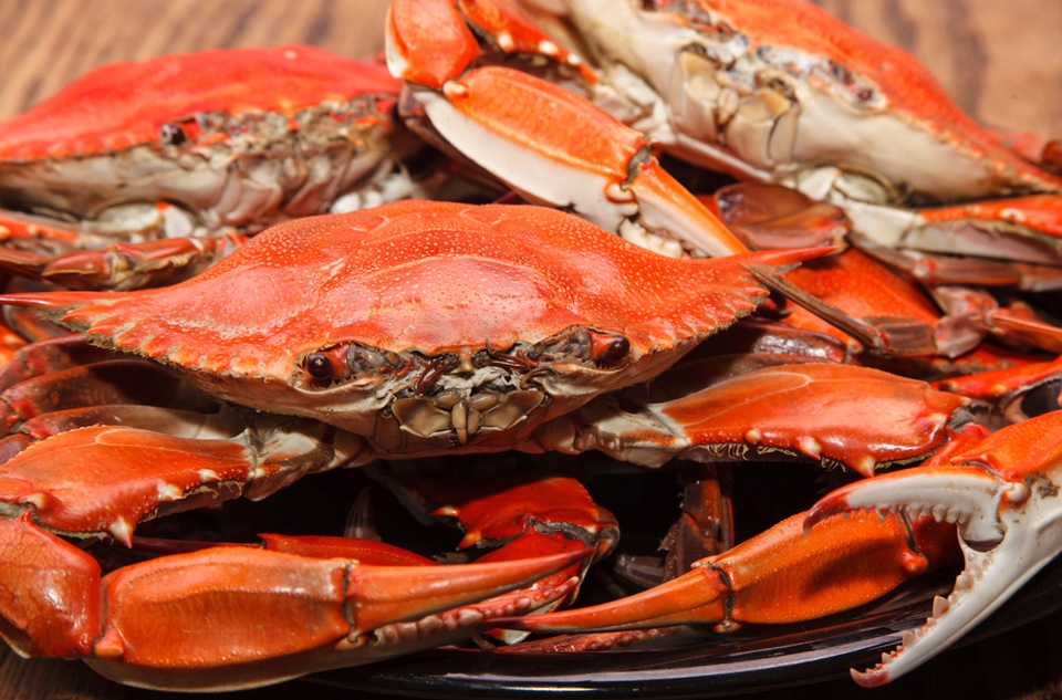 Chesapeake Bay Blue Crab