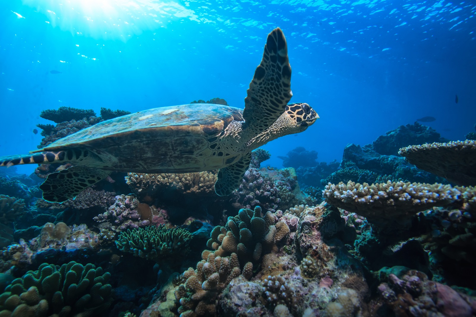 Fun Facts About Hawksbill Sea Turtles