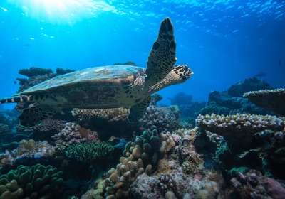 Sea Turtle Nesting Season: 5 Fun Facts