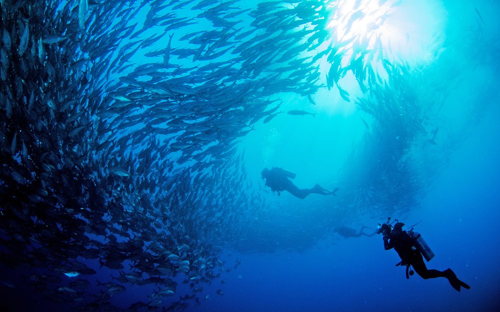 From Shoals to Schools: A Look at Fish Communities