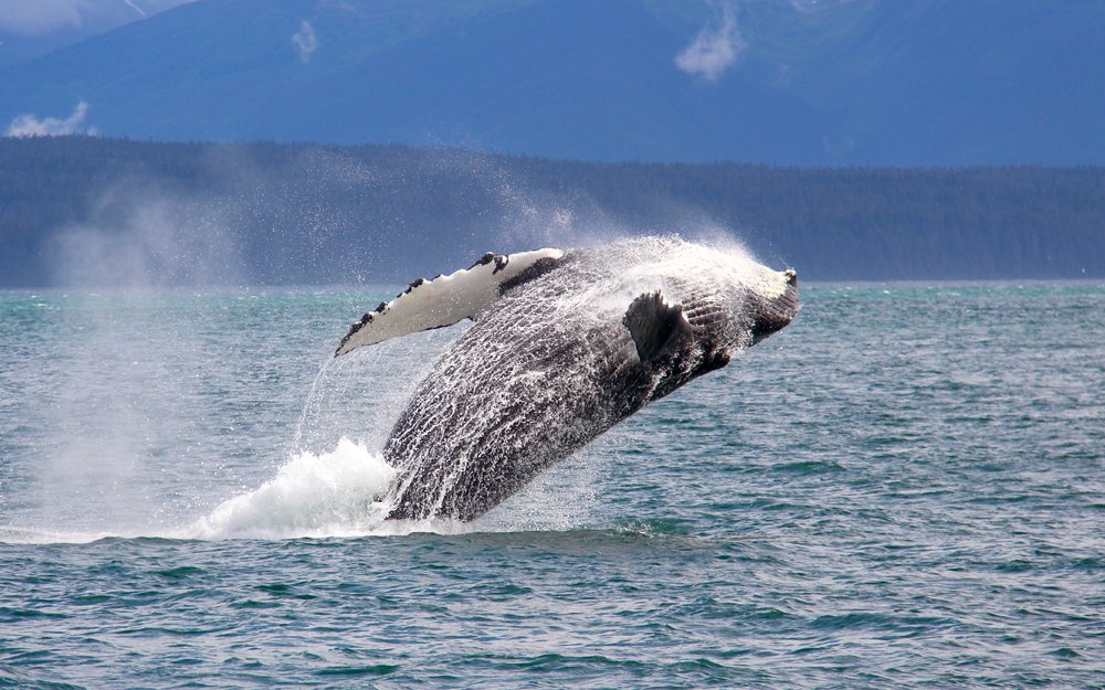 Whale Watching: Tips for an Unforgettable Adventure