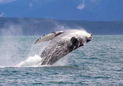 Whale Watching: Tips for an Unforgettable Adventure