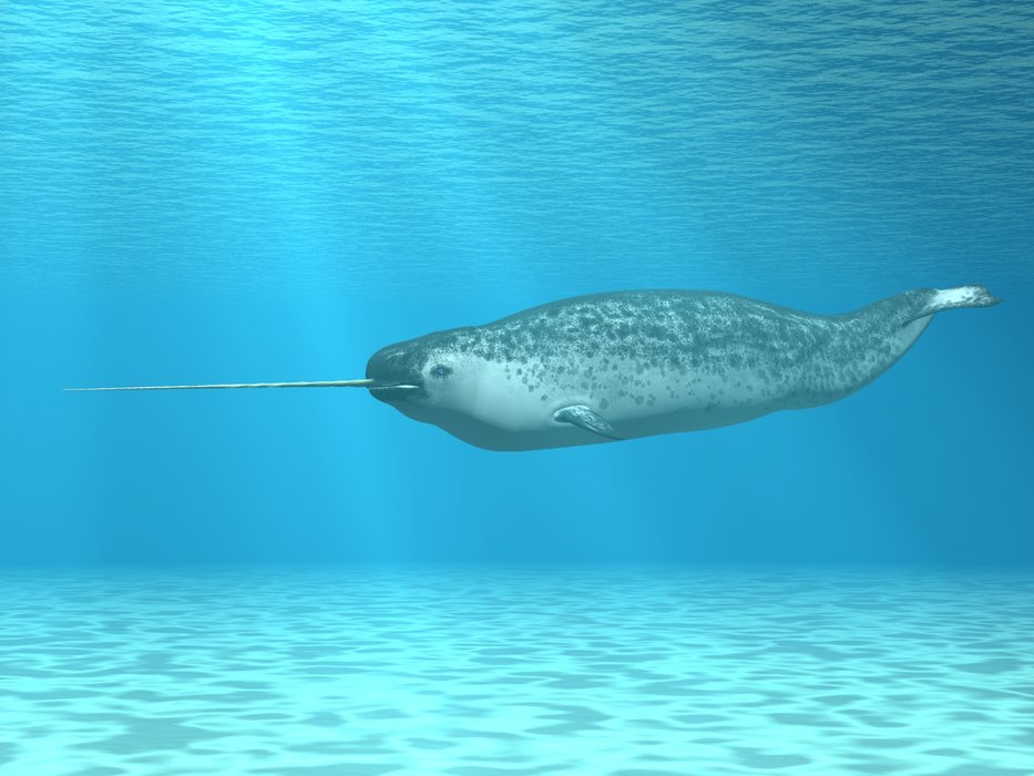 A Look at the Narwhal: A Not-So-Mythical Marvel