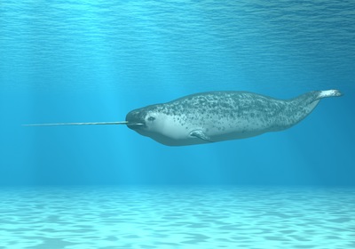 A Look at the Narwhal: A Not-So-Mythical Marvel