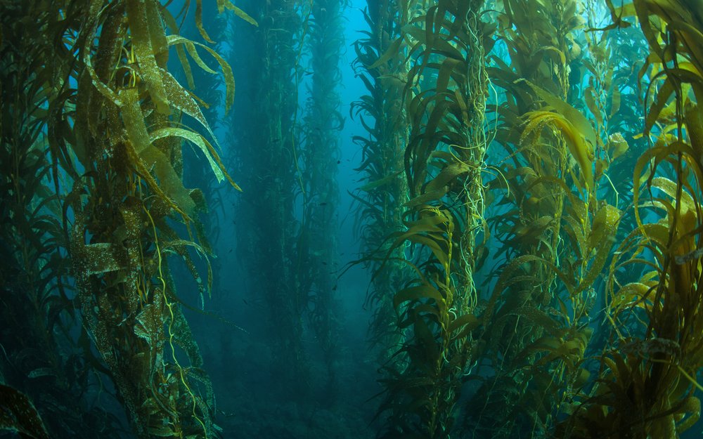 Underwater Foliage: The Oceans’ Best Kept Secret