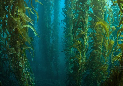 Underwater Foliage: The Oceans’ Best Kept Secret