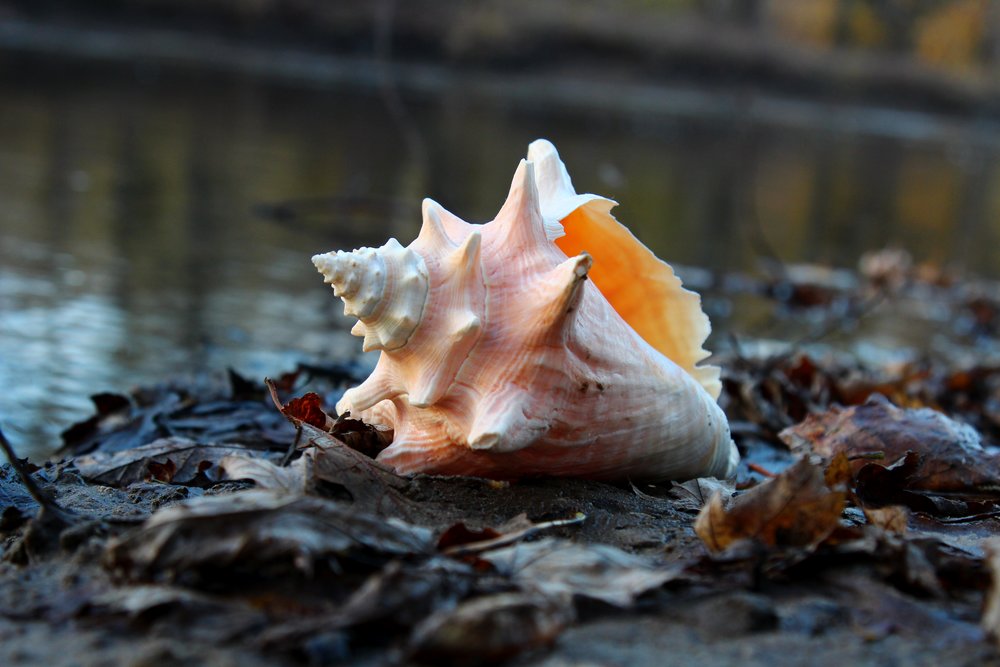 Peering into the Mysterious Conch