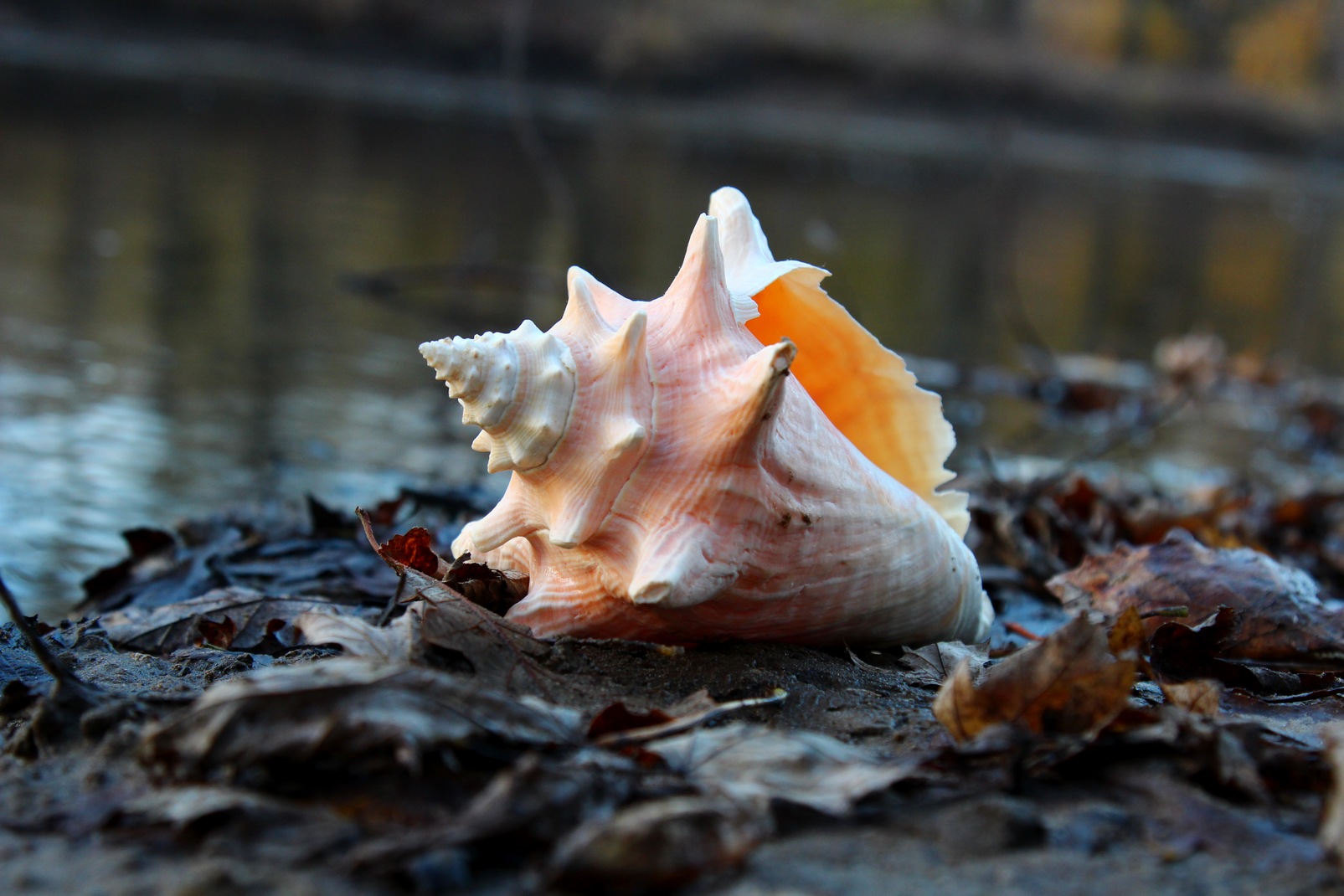 Peering into the Mysterious Conch Monterey Boats