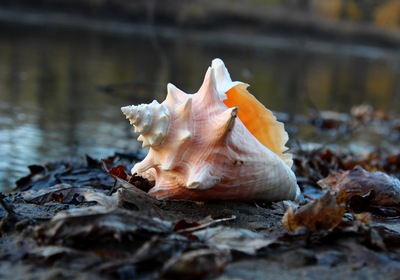 Peering into the Mysterious Conch