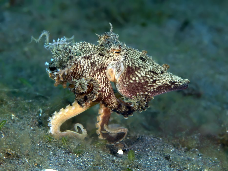 5 Incognito Animals of the Sea