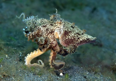 5 Incognito Animals of the Sea