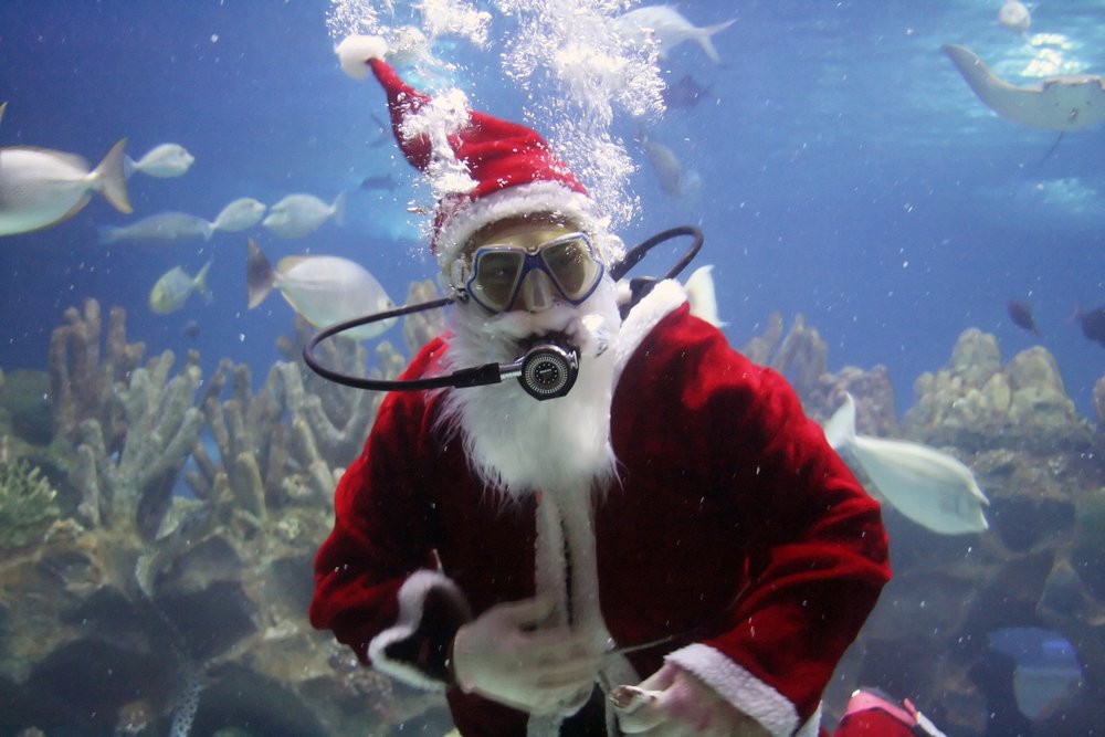 Underwater Christmas Trees and Other Holiday Highlights