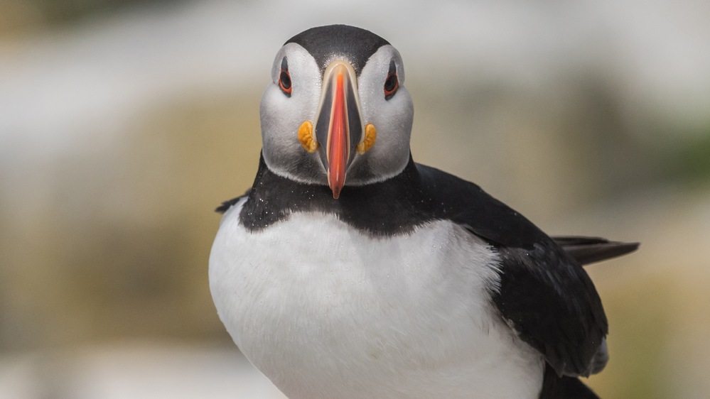 Puffins, Penguins and Polar Bears—Oh My!