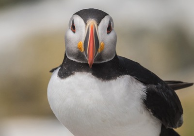 Puffins, Penguins and Polar Bears—Oh My!