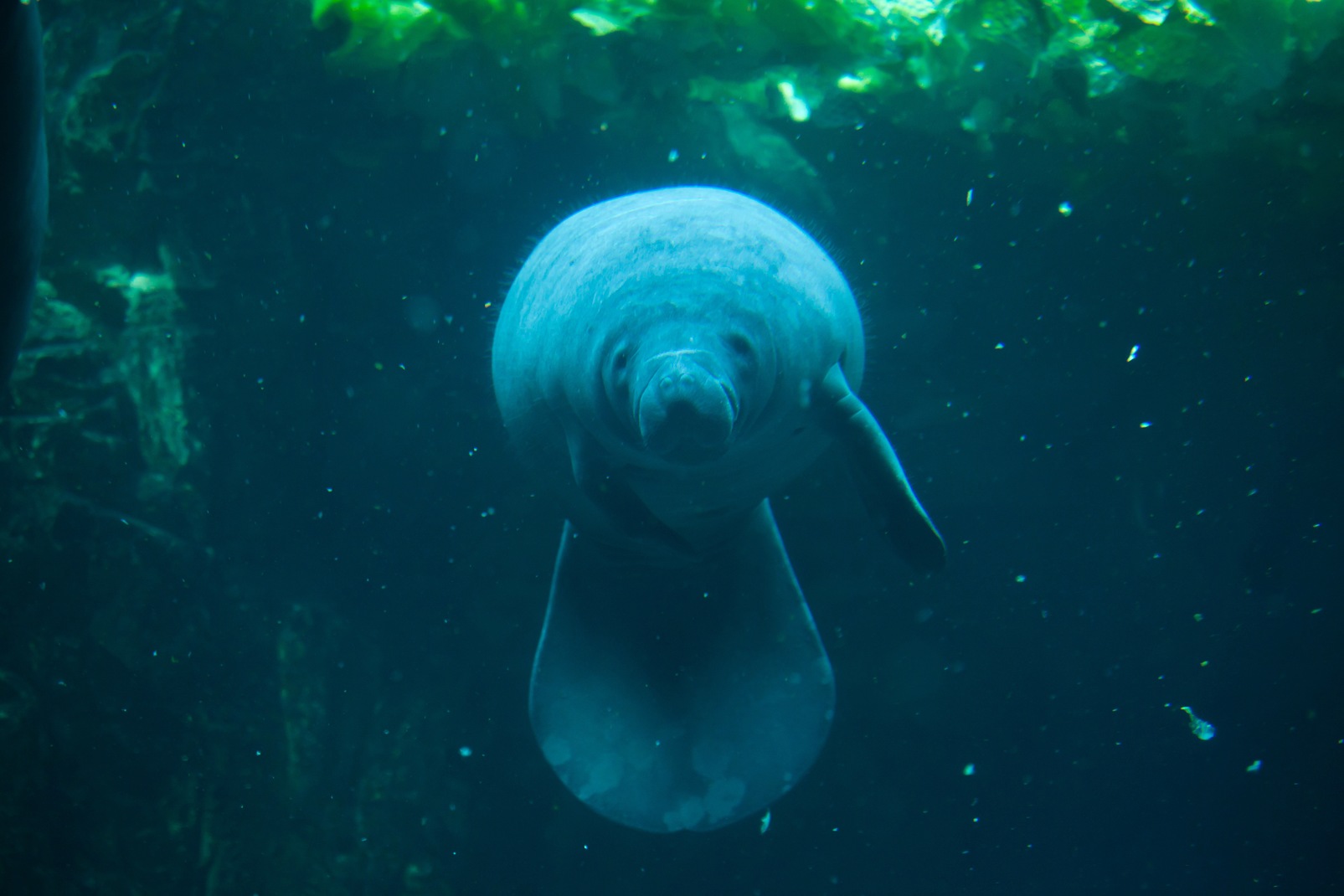 Our Favorite Sea Animals and Their On-Land Equivalents | Monterey Boats
