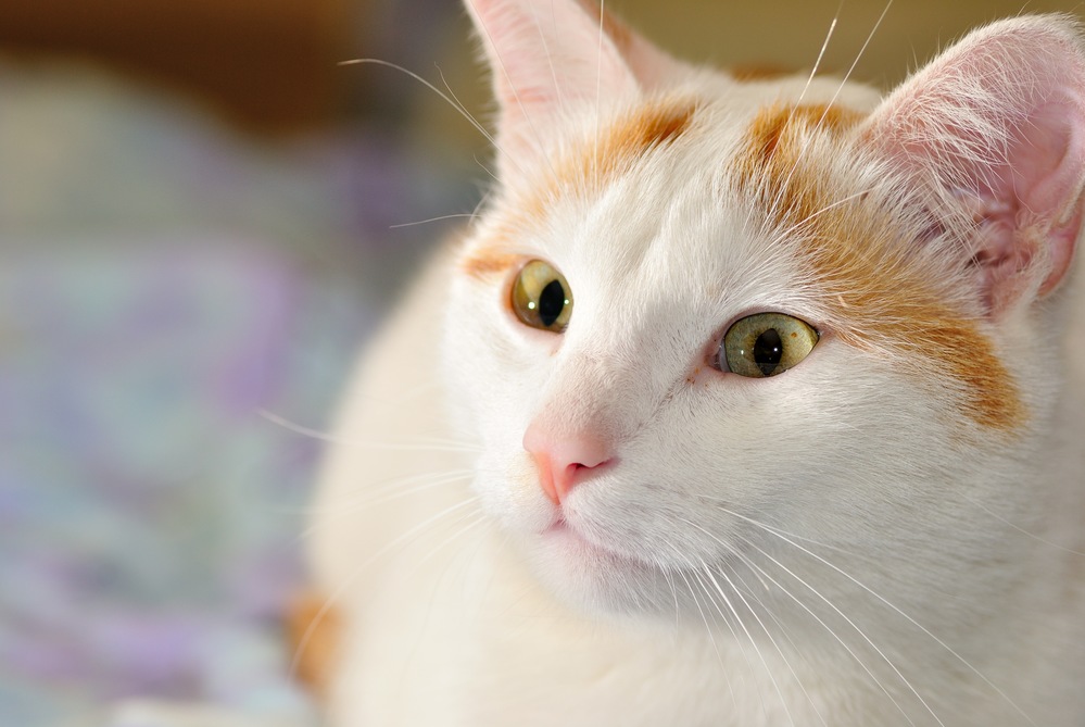 Getting to Know the Turkish Van