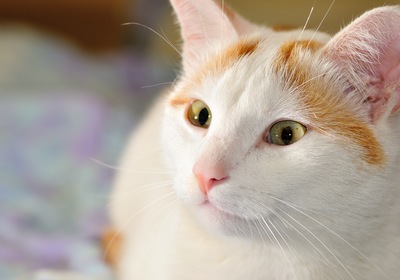 Getting to Know the Turkish Van