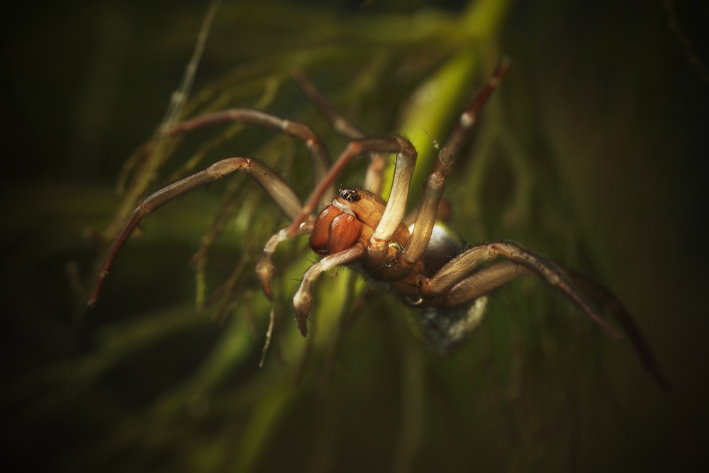 A Closer Look at the Diving Bell Spider: The Underwater Arachnid