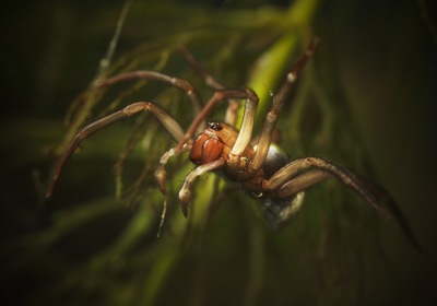 A Closer Look at the Diving Bell Spider: The Underwater Arachnid