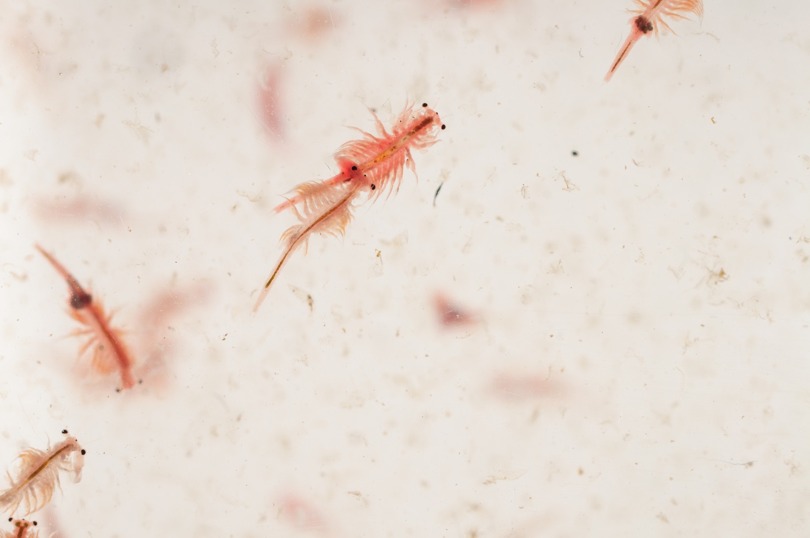 sea monkey figure