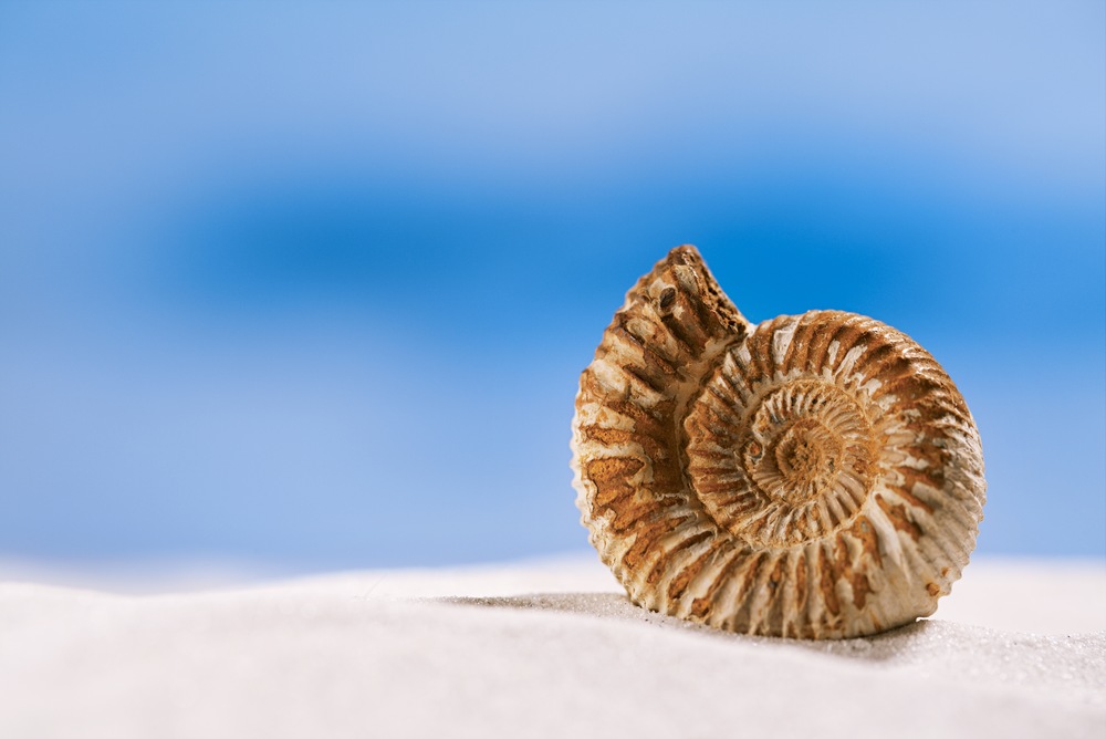 The Amazing Ammonite