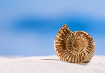 The Amazing Ammonite