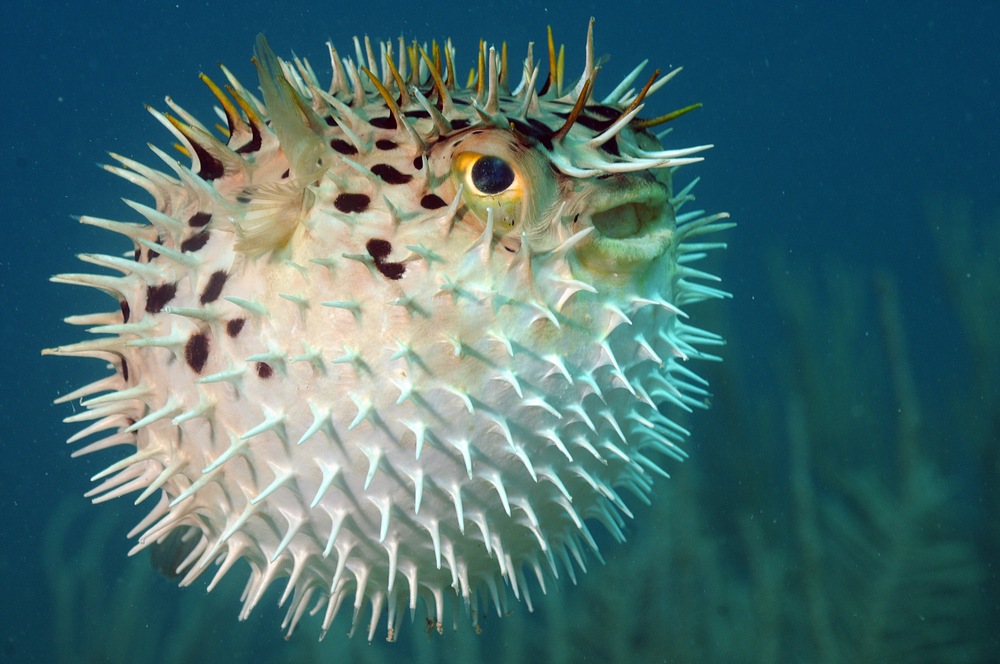 The Perplexing Pufferfish