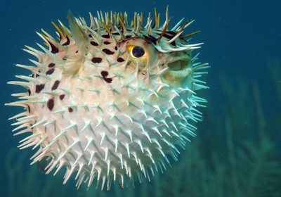 The Perplexing Pufferfish