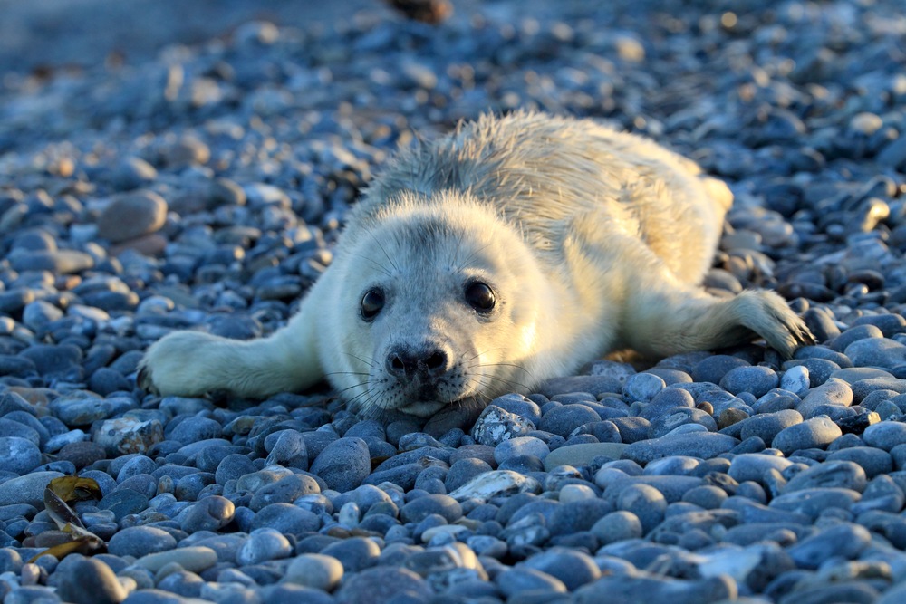 Seal Pups and their Canine Counterparts