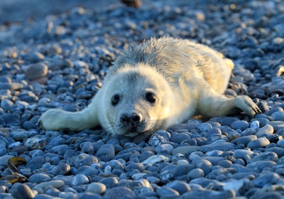 Seal Pups and their Canine Counterparts